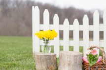 daffodils in a vase on a tree stump outdoors 
