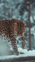 portrait of a Leopard Caring for Himself