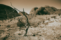 dead tree in a desert 