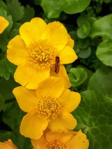 Fly Resting on Yellow Marsh Marigold Flowers