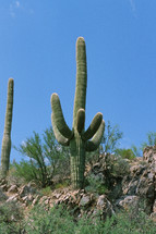 cactus in a desert along route 66