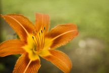 Bright orange day lily closeup