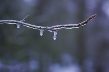 ice on branch 