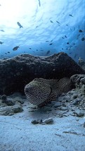 Close-up of moray eel swimming undersea