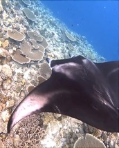 Close-up of a stingray or manta ray fish underwater