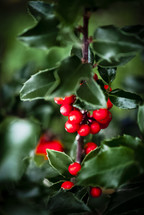 Holly branch with bright red berries.