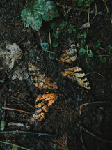 dead butterflies in mud 