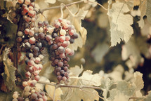 grapes on a vine with vintage color effect