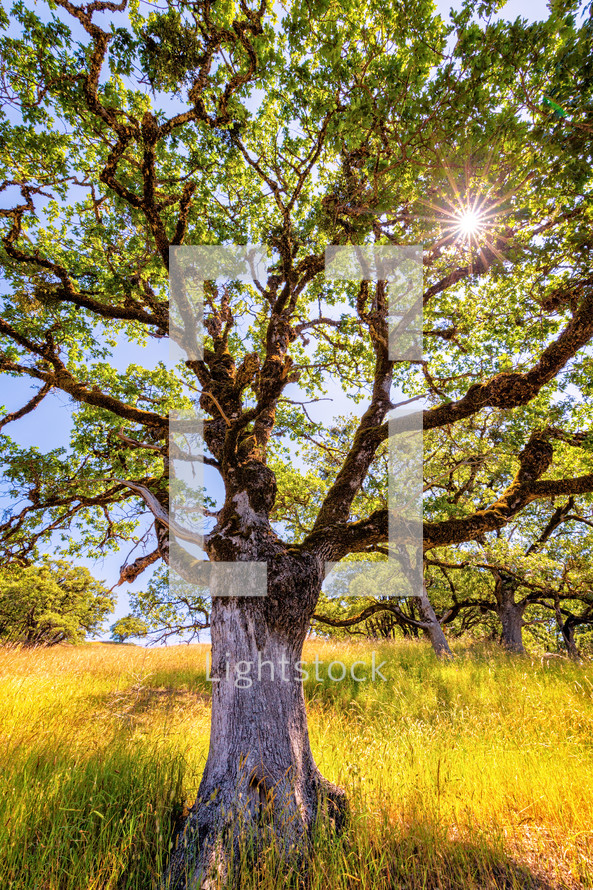 Oak Tree in the Sunlight. Northern California, USA