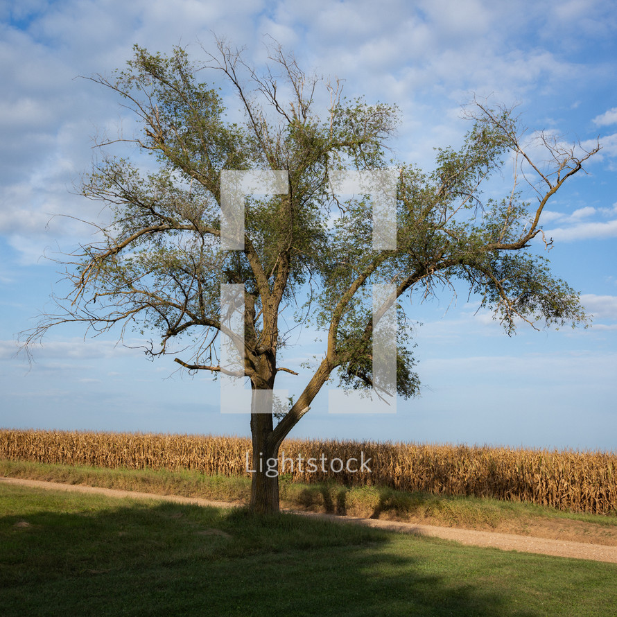 tree and corn field 