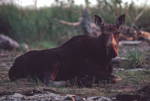 resting moose 