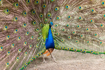 Peacock displaying feathers