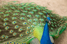 Peacock displaying feathers