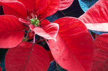 red poinsettia background 