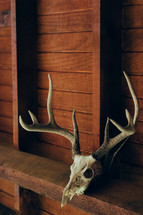 skull and antlers 