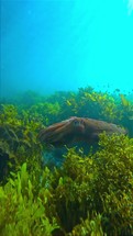 Beautiful colorful Caribbean coral red cuttlefish