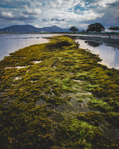 seaweed along an island shore 