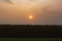 sunset over a corn field 