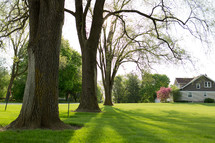 budding trees and lush green grass