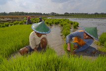 working in a rice field in Indonesia. Rice, harvest, food, seed, crop.