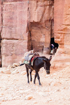 saddle on a donkey in the desert 