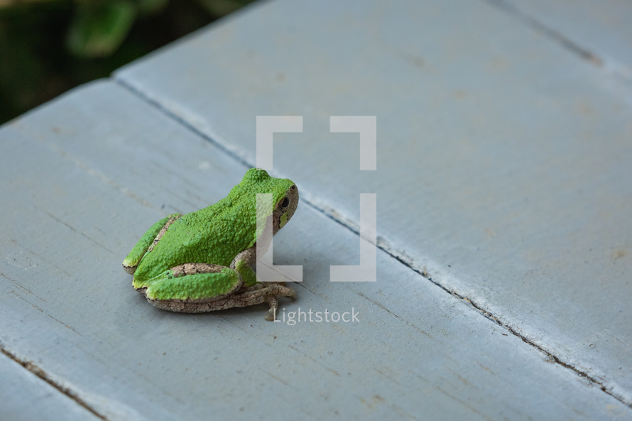green tree frog closeup 