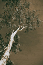tree in the Australian outback 