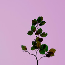 tree leaves silhouette in the nature