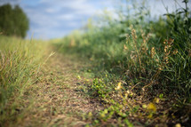 weeds and grass on path, parable of the seeds