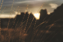 grasses in a field in Oregon at sunset 