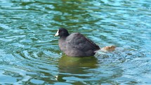 american coot close up
