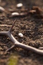 seed and thorns in the soil