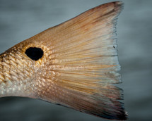 fish tail 