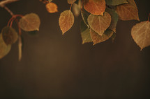 fall leaves background with copy space 