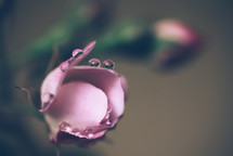 Close up of beautiful pink rose