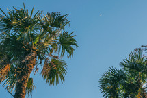 Palm trees and blue sky