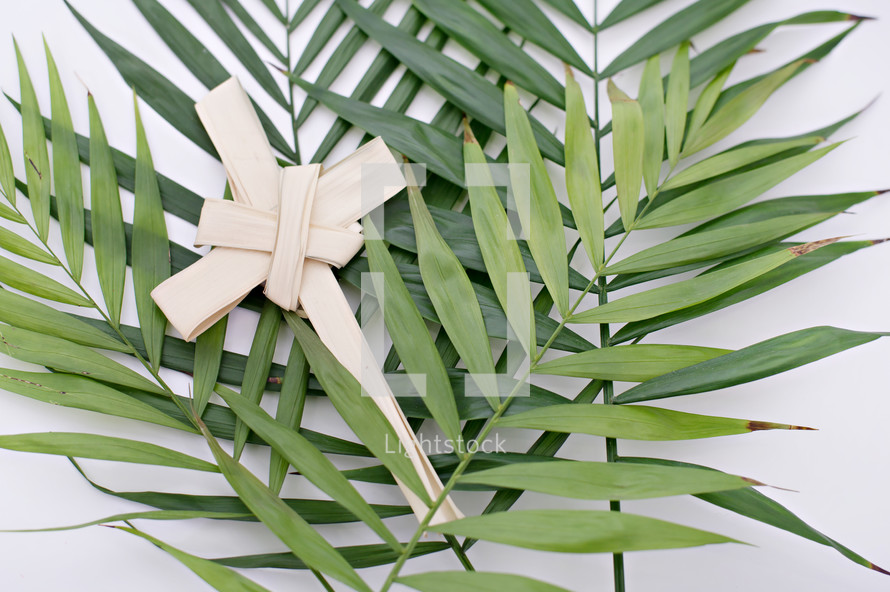 Palm fronds and cross