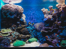 fish in a saltwater aquarium 