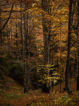 Forest of autumn trees