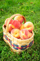 basket of peaches 