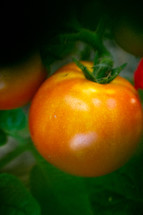 tomato plant 