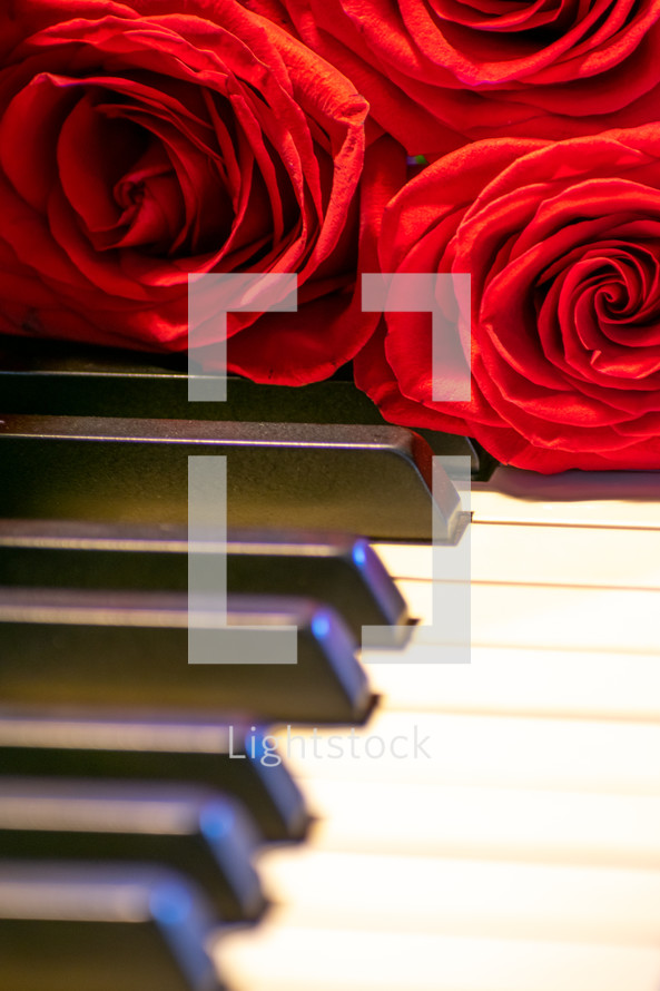 roses on a piano 