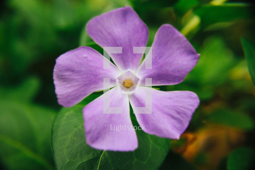 purple flower in a garden