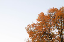orange fall leaves on a tree 