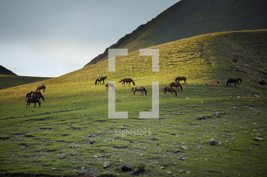 horses grazing on a mountainside 