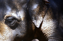 Close-up view of an Indian Elephant
