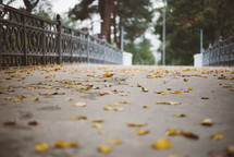 Yellow autumn leaves, Green and yellow leaves, Autumn maple leaves, autumn landscape