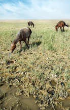 Outdoor photo of three horses eating the grass on the swampy meadow