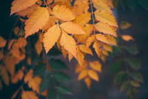 Yellow autumn leaves, Green and yellow leaves, Autumn maple leaves, autumn landscape