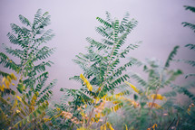  Green and yellow leaves